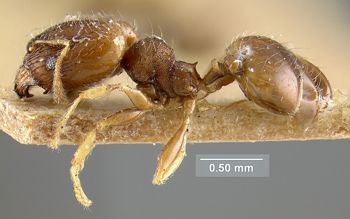 Media type: image; Entomology 20754